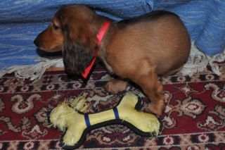 jamnik d�ugow�osy